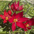 Тюльпан Престанс Цваненбург (Tulipa praestans Zwanenburg), 15 шт