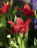 Тюльпан Престанс Цваненбург (Tulipa praestans Zwanenburg), 15 шт