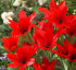 Тюльпан Престанс Цваненбург (Tulipa praestans Zwanenburg), 15 шт