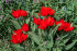 Тюльпан Престанс Цваненбург (Tulipa praestans Zwanenburg), 15 шт