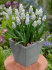 Мускари Арменикум Пепперминт (Muscari armeniacum Peppermint), 20 шт (разбор 8/9)