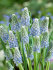 Мускари Арменикум Пепперминт (Muscari armeniacum Peppermint), 20 шт (разбор 8/9)