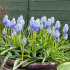 Мускари Арменикум Пепперминт (Muscari armeniacum Peppermint), 20 шт (разбор 8/9)