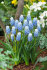 Мускари Арменикум Пепперминт (Muscari armeniacum Peppermint), 20 шт (разбор 8/9)