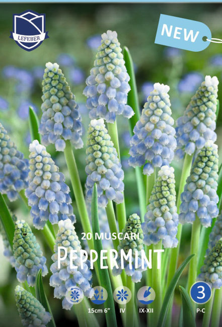 Мускари Арменикум Пепперминт (Muscari armeniacum Peppermint), 20 шт (разбор 8/9)