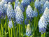 Мускари Арменикум Пепперминт (Muscari armeniacum Peppermint), 20 шт (разбор 8/9)