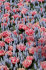 Мускари Арменикум Пепперминт (Muscari armeniacum Peppermint), 20 шт (разбор 8/9)