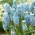 Мускари Арменикум Пепперминт (Muscari armeniacum Peppermint), 20 шт (разбор 8/9)