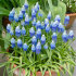 Мускари Арменикум Пепперминт (Muscari armeniacum Peppermint), 20 шт (разбор 8/9)