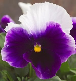 Виола крупноцветковая Динамит Бекон Блю (100 шт)