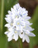 Пушкиния Либанотика (Puschkinia scilloides var libanotica), 25 шт (разбор 5/6)