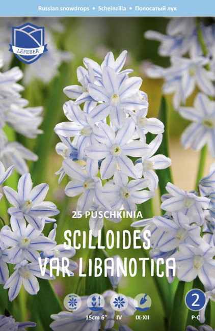 Пушкиния Либанотика (Puschkinia scilloides var libanotica), 25 шт (разбор 5/6)