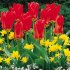 Тюльпан Мадам Лефебер (Tulipa Madame Lefeber), 10 шт (разбор 11/12)
