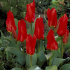Тюльпан Мадам Лефебер (Tulipa Madame Lefeber), 10 шт (разбор 11/12)