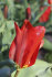 Тюльпан Мадам Лефебер (Tulipa Madame Lefeber), 10 шт (разбор 11/12)