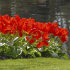 Тюльпан Мадам Лефебер (Tulipa Madame Lefeber), 10 шт (разбор 11/12)
