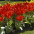 Тюльпан Мадам Лефебер (Tulipa Madame Lefeber), 10 шт (разбор 11/12)