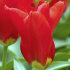 Тюльпан Мадам Лефебер (Tulipa Madame Lefeber), 10 шт (разбор 11/12)