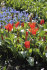 Тюльпан Мадам Лефебер (Tulipa Madame Lefeber), 10 шт (разбор 11/12)