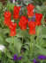 Тюльпан Мадам Лефебер (Tulipa Madame Lefeber), 10 шт (разбор 11/12)