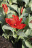 Тюльпан Мадам Лефебер (Tulipa Madame Lefeber), 10 шт (разбор 11/12)
