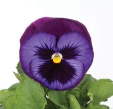 Виола крупноцветковая Динамит Блю Джинс (100 шт)