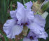 Ирис высокорослый Френдли Сис (Iris Friendly Seas), 1 шт