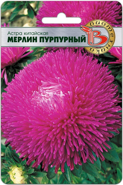 Астра китайская Мерлин Пурпурный, 50 шт семян