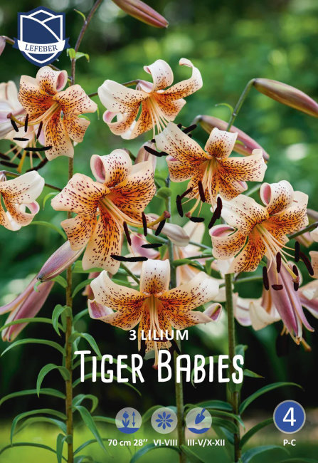 Лилия тигровая Тайгер Бебис (Tiger Babies), 3 шт