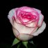 Роза чайно-гибридная Дольче Вита (Dolce Vita)