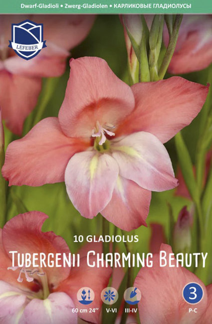 Гладиолус Тубергена Чарминг Бьюти (tubergenii Charming Beauty), 10 шт