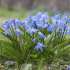 Сцилла Сибирская (Scilla siberica), 7 шт (разбор 7/8)