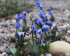Сцилла Сибирская (Scilla siberica), 7 шт (разбор 7/8)