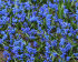 Сцилла Сибирская (Scilla siberica), 7 шт (разбор 7/8)