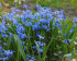 Сцилла Сибирская (Scilla siberica), 7 шт (разбор 7/8)
