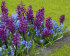 Сцилла Сибирская (Scilla siberica), 7 шт (разбор 7/8)