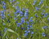 Сцилла Сибирская (Scilla siberica), 7 шт (разбор 7/8)