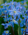 Сцилла Сибирская (Scilla siberica), 7 шт (разбор 7/8)