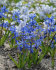 Сцилла Сибирская (Scilla siberica), 7 шт (разбор 7/8)