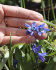Сцилла Сибирская (Scilla siberica), 7 шт (разбор 7/8)