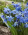 Сцилла Сибирская (Scilla siberica), 7 шт (разбор 7/8)