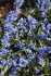 Сцилла Сибирская (Scilla siberica), 7 шт (разбор 7/8)