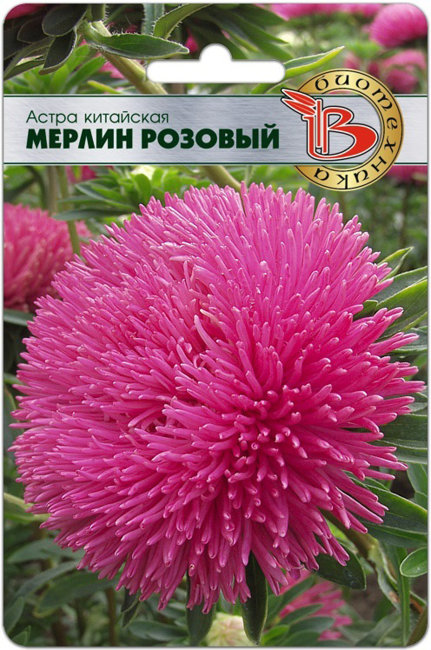 Астра китайская Мерлин Розовый, 50 шт семян