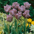 Тюльпан Блю Пэррот (Tulipa Blue Parrot), 10 шт (разбор 11/12)
