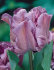 Тюльпан Блю Пэррот (Tulipa Blue Parrot), 10 шт (разбор 11/12)