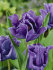 Тюльпан Блю Пэррот (Tulipa Blue Parrot), 10 шт (разбор 11/12)