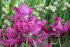 Тюльпан Блю Пэррот (Tulipa Blue Parrot), 10 шт (разбор 11/12)