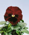 Виола крупноцветковая Селло Ред виз Блотч (100 шт)