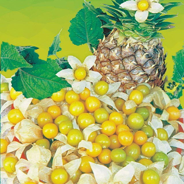 Физалис ананасовый фото