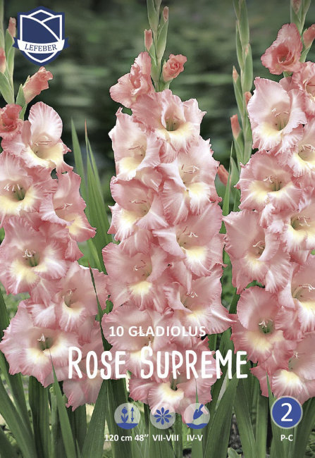 Гладиолус Роуз Суприм (Rose Supreme), 10 шт